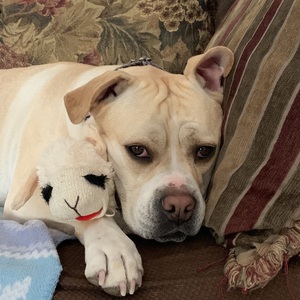 Fundraising Page: Bonnie Shoemaker